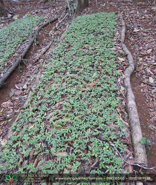 Trồng rừng Sâm Ngọc Linh góp phần bảo vệ đất và giữ rừng, chống sạc lỡ đất.