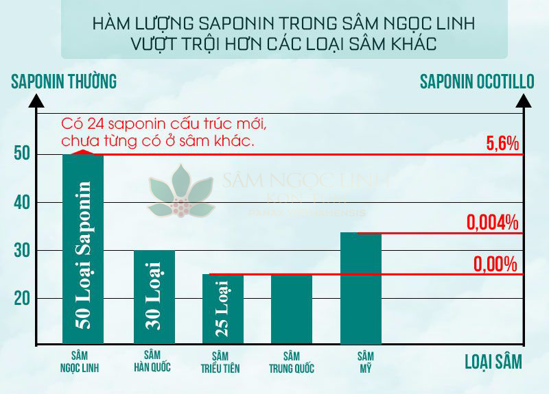 Hàm lượng saponin trong sâm Ngọc Linh quý hiếm vượt trội hơn các loại sâm khác