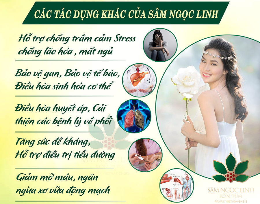 Các tác dụng khác của Sâm Ngọc Linh