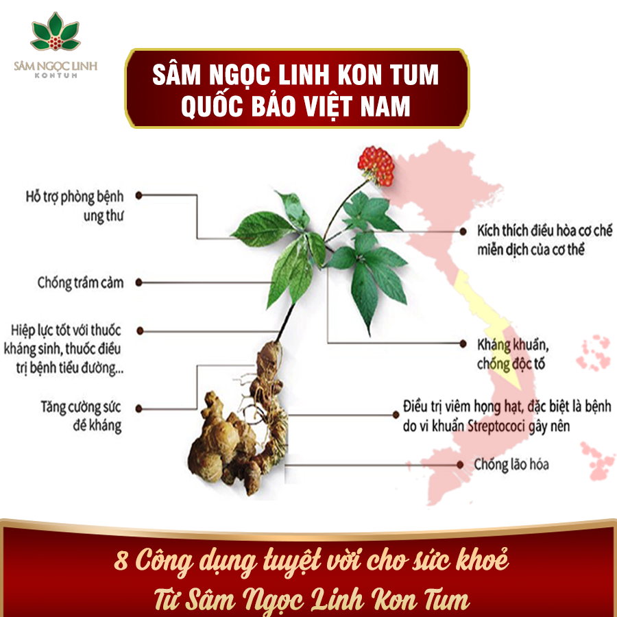 K5 dịch chiết Sâm Ngọc Linh và công dụng tuyệt vời.