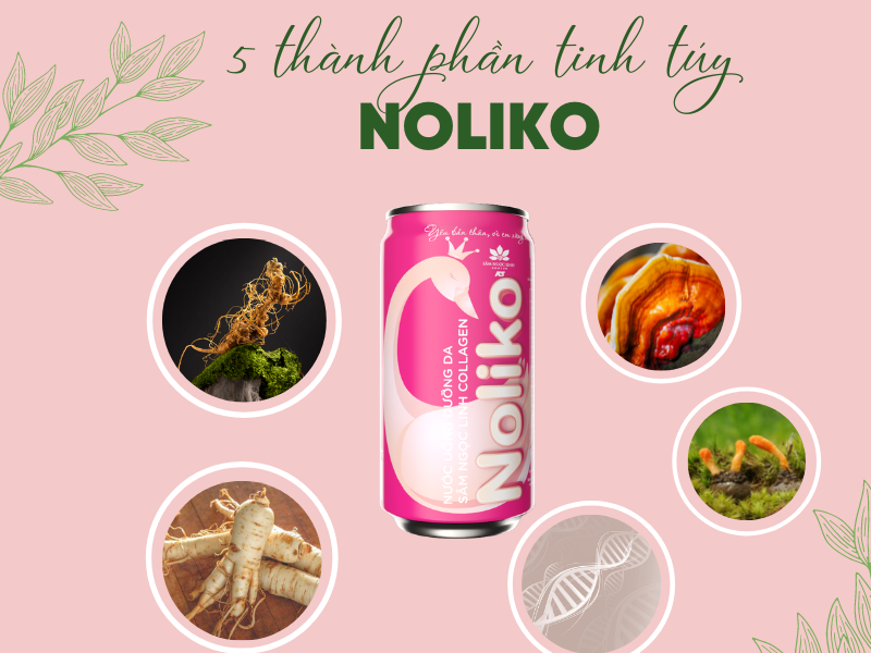 5 thành phần “tinh túy” chỉ có trong nước uống Sâm Ngọc Linh Collagen Noliko