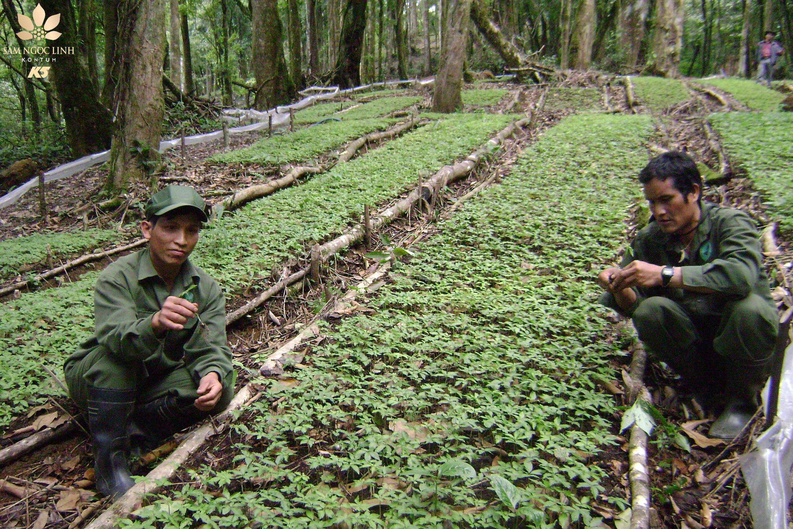 Hình ảnh vườn Sâm Ngọc Linh rộng 140 ha năm 2011.