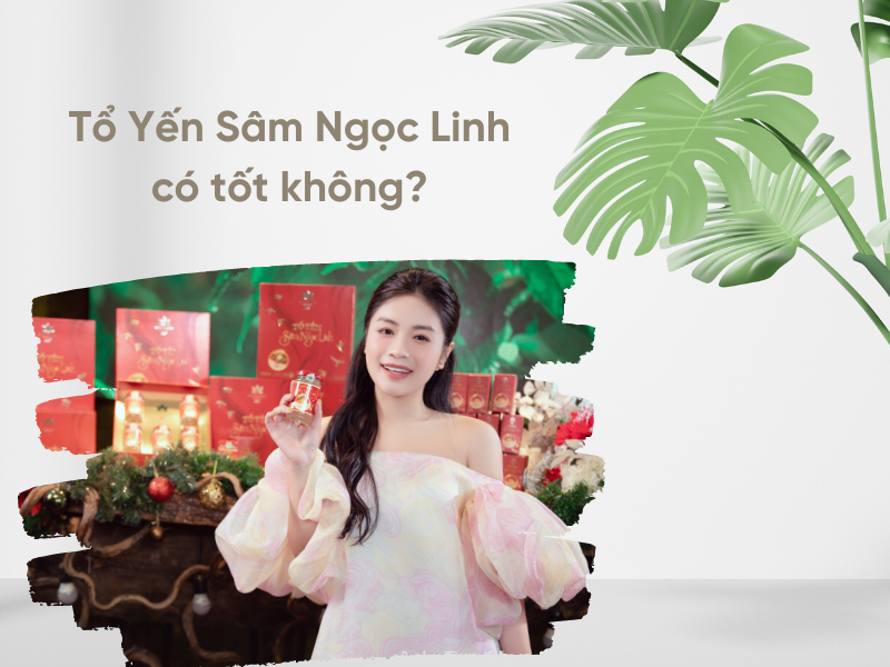 Tổ Yến Sâm Ngọc Linh là sản phẩm phù hợp cho những ai cần bồi bổ và tăng cường sức khỏe.