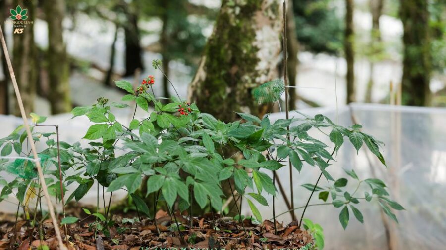 Một số hình ảnh vườn sâm.