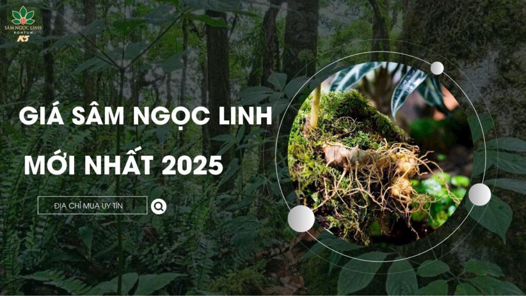 [Cập nhật 2025] Giá sâm Ngọc Linh mới nhất. Mua ở đâu uy tín?