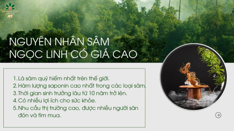 Nguyên nhân khiến cho sâm Ngọc Linh có giá thành cao.