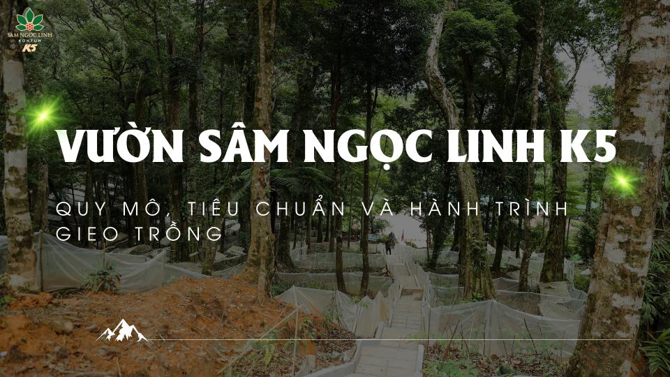 Khám phá vườn sâm Ngọc Linh K5: Quy mô, tiêu chuẩn & hành trình gieo trồng “quốc bảo” Việt