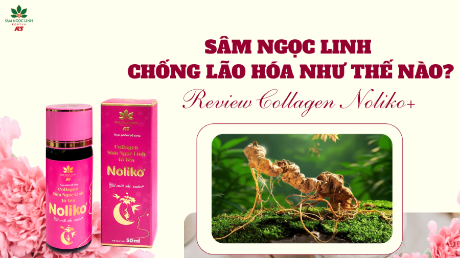 Sâm Ngọc Linh chống lão hóa như thế nào? Review Collagen Noliko+