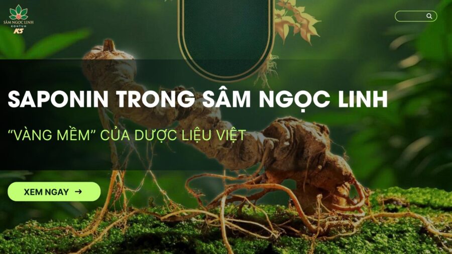 Saponin trong sâm Ngọc Linh: “Vàng mềm” của dược liệu Việt & 7 tác dụng nổi bật