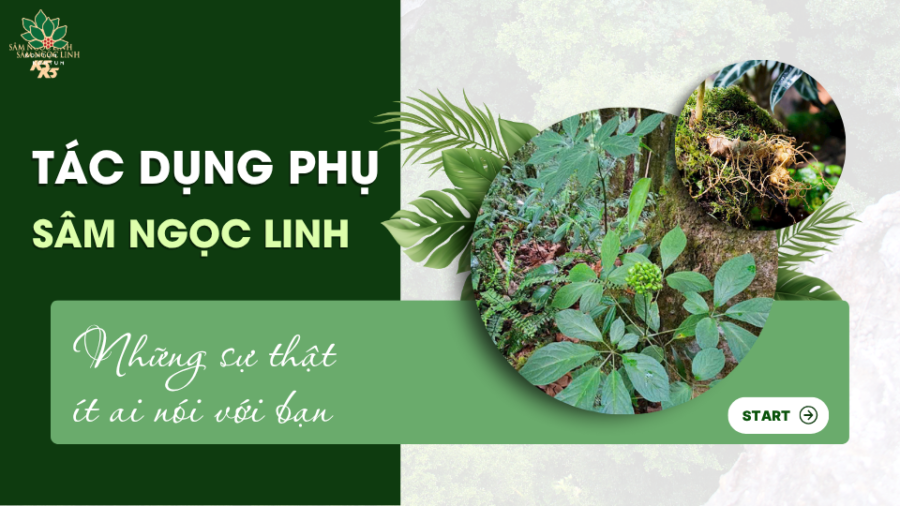 Tác dụng phụ của sâm Ngọc Linh: Những sự thật ít ai nói với bạn