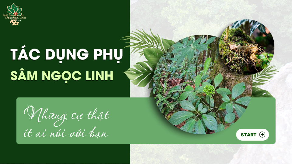 Tác dụng phụ của sâm Ngọc Linh: Những sự thật ít ai nói với bạn