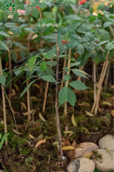Hình ảnh cây sâm Ngọc Linh được giới thiệu tại Triển lãm.