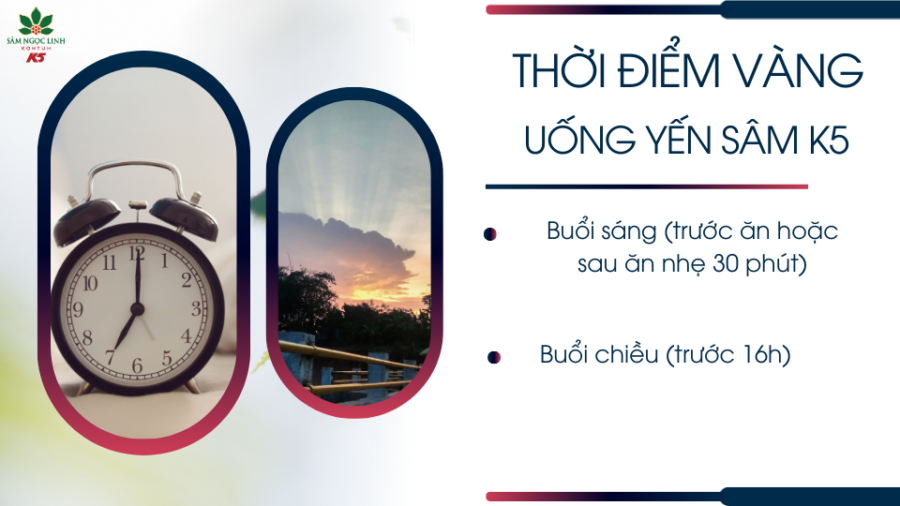 Thời điểm vàng uống Yến Sâm K5 trong ngày.