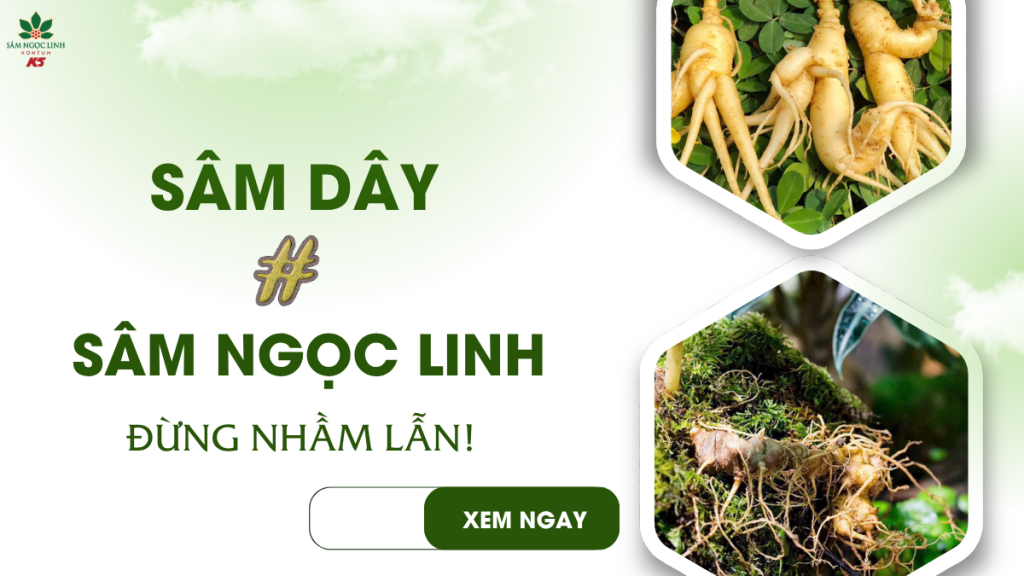 Phân biệt sâm dây và sâm Ngọc Linh: Đừng nhầm lẫn!