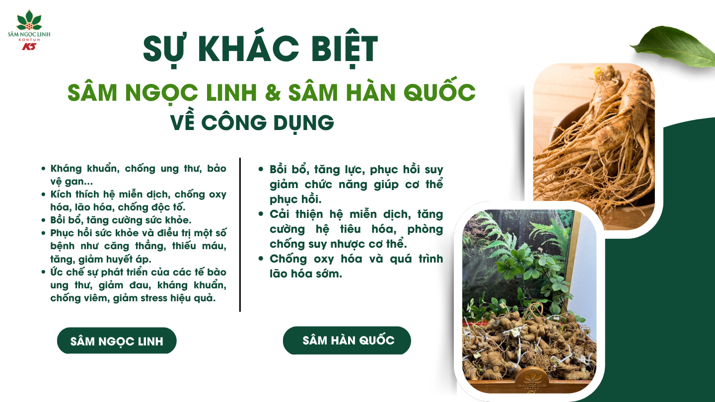 Sự khác biệt giữa sâm Ngọc Linh và sâm Hàn Quốc về công dụng.