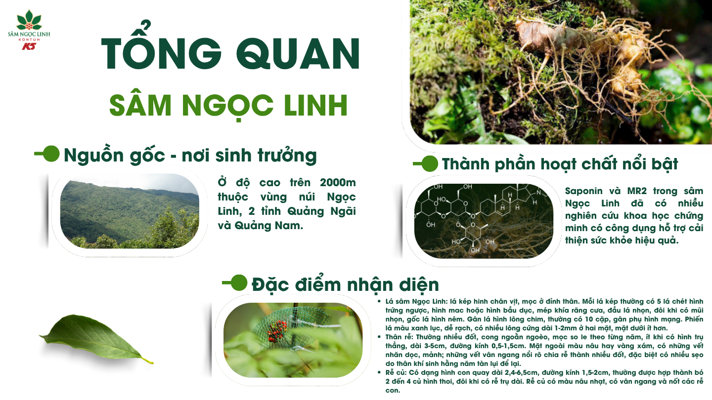 Tổng quan về sâm Ngọc Linh.