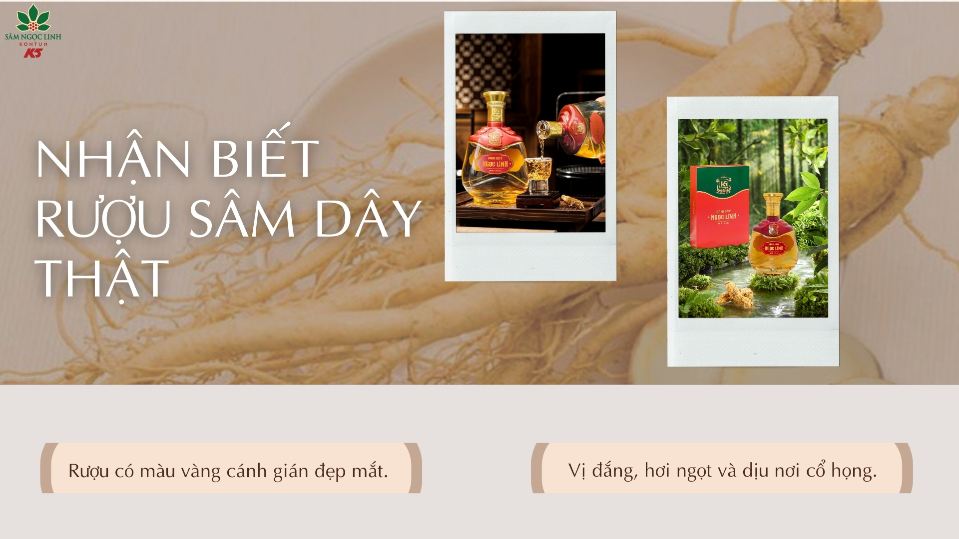 Cách nhận biết rượu Sâm Dây Ngọc Linh thật (tham khảo).