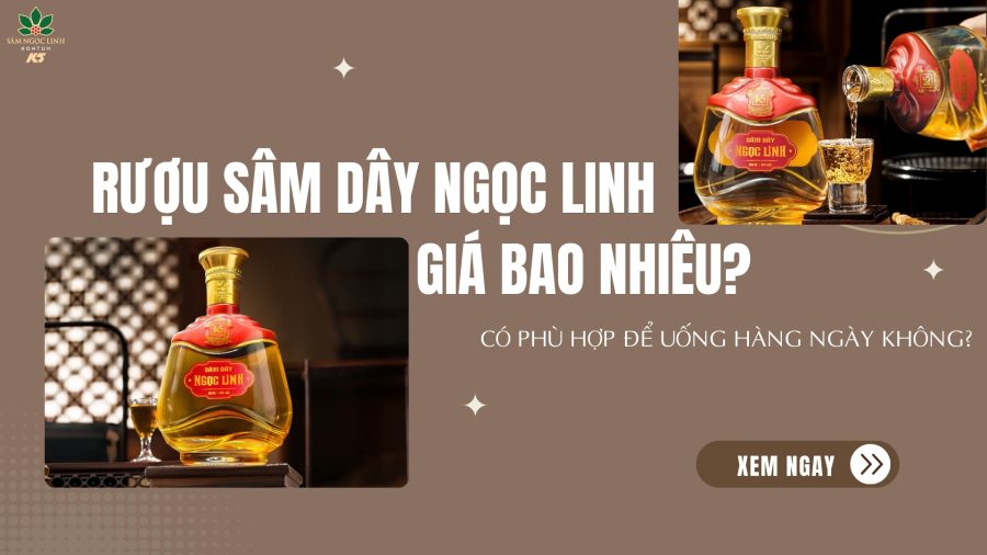Rượu Sâm Dây Ngọc Linh giá bao nhiêu? Có phù hợp để dùng hàng ngày không?