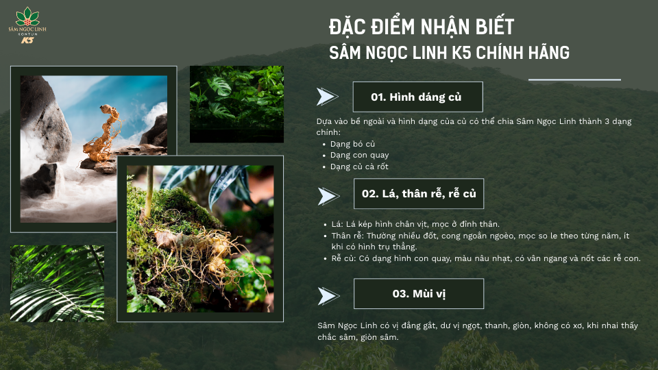 Một số đặc điểm nhận biết tham khảo Sâm K5 chính hãng.