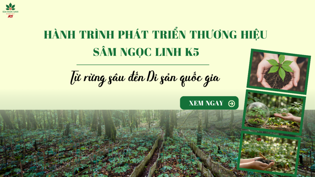 Hành trình phát triển thương hiệu Sâm Ngọc Linh K5: Từ rừng sâu đến Di sản quốc gia