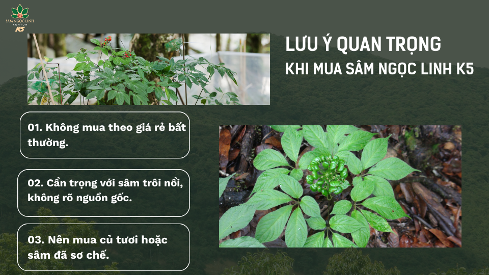 Một số lưu ý khi mua Sâm K5 chính hãng.