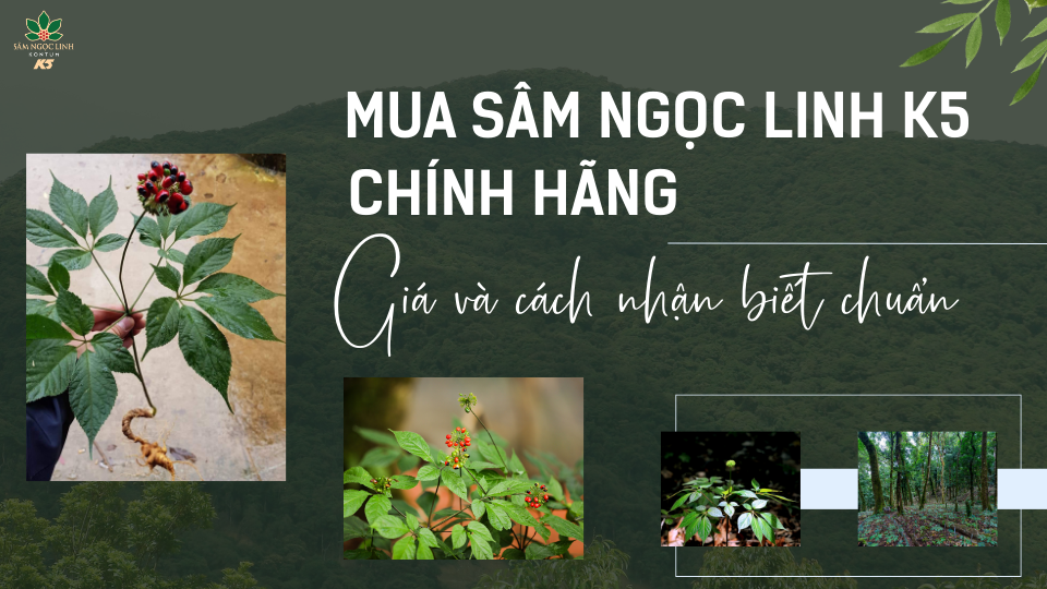Mua Sâm Ngọc Linh K5 chính hãng – Giá bao nhiêu? Cách nhận biết chuẩn