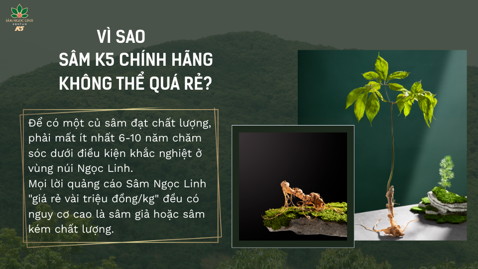 Lý do Sâm K5 chính hãng không thể quá rẻ.