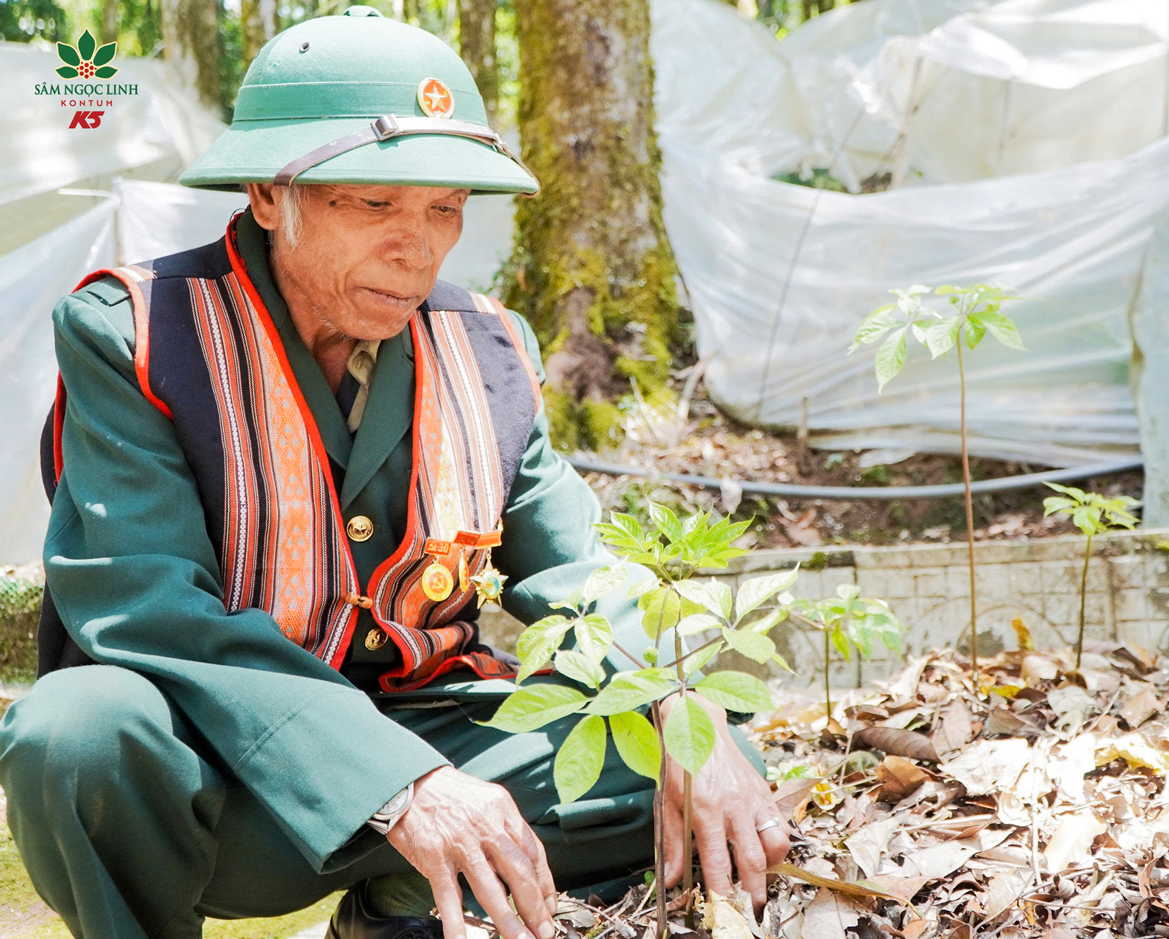Các Cựu Chiến binh tham quan vườn Sâm K5.