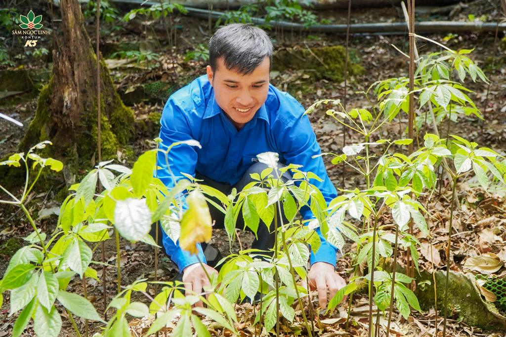 Bạn trẻ của Đoàn Thanh niên tham quan vườn Sâm K5.