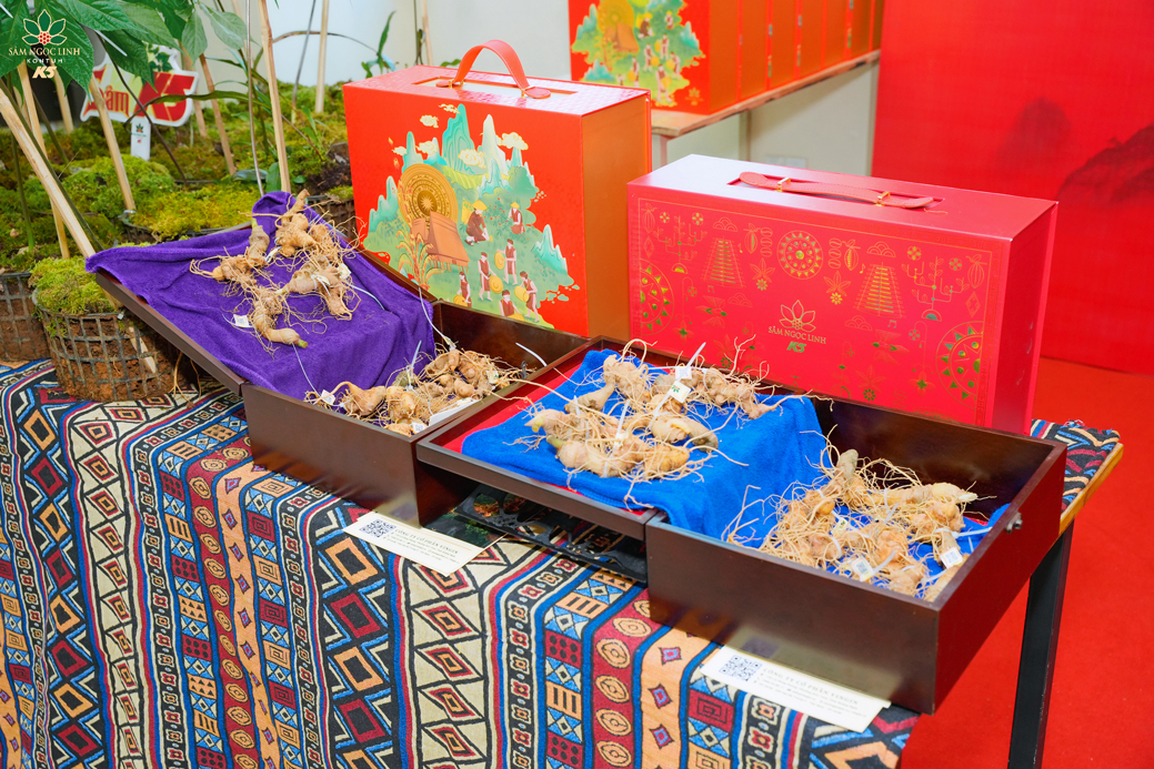 Những củ Sâm Ngọc Linh quý hiếm được trưng bày tại Hội thảo.