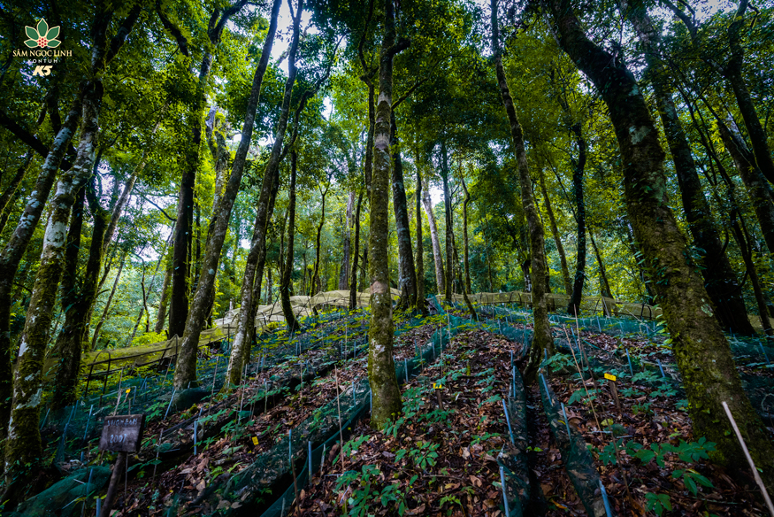 Vườn Sâm Ngọc Linh của Công ty Cổ phần Vingin.