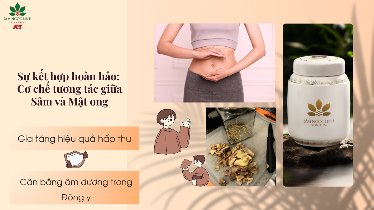 Sự kết hợp hoàn hảo: Cơ chế tương tác giữa Sâm và Mật ong.