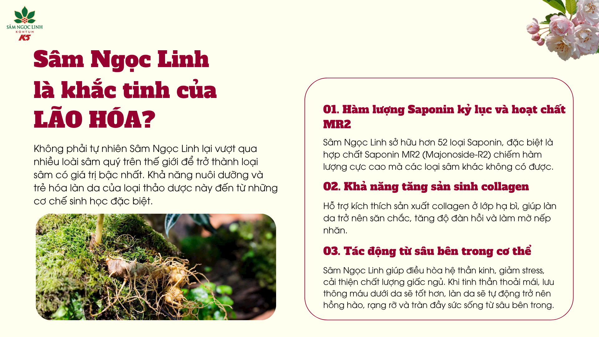 Lý do Sâm Ngọc Linh là khắc tinh của lão hóa.