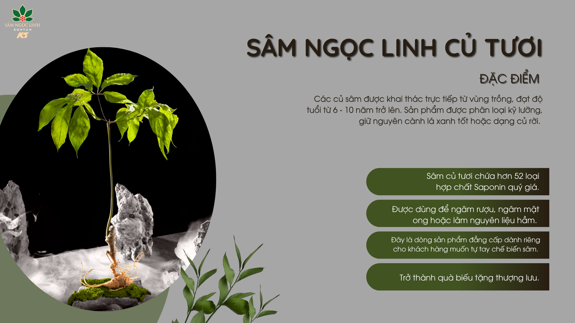 Sâm Ngọc Linh củ tươi – Tinh hoa nguyên bản.