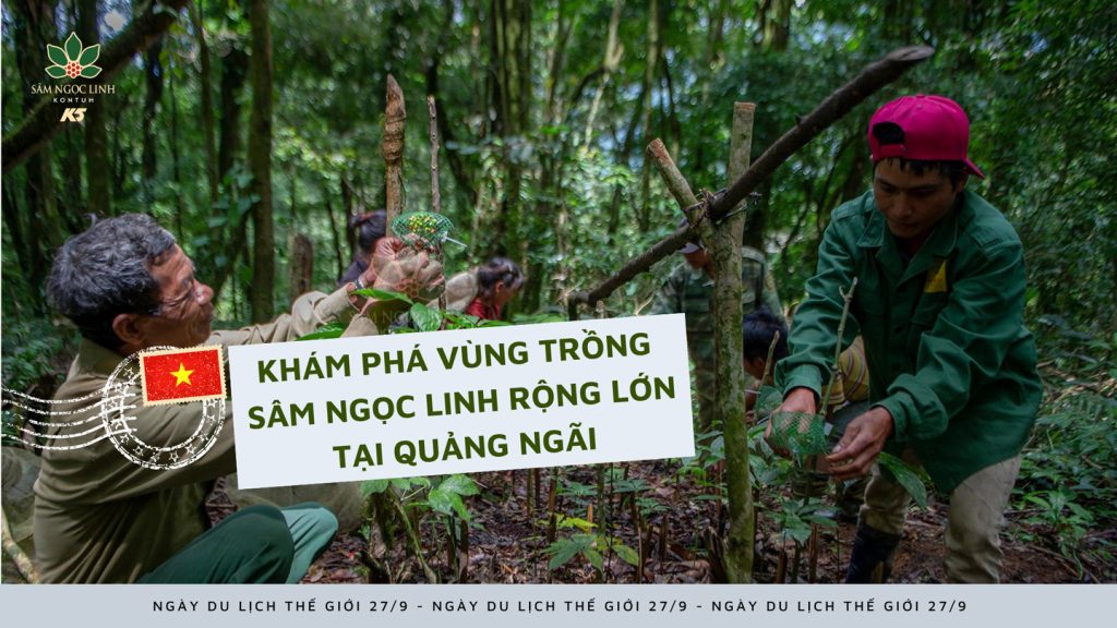 Ngày Du lịch Thế giới 27/9: Khám phá vùng trồng Sâm Ngọc Linh hùng vĩ