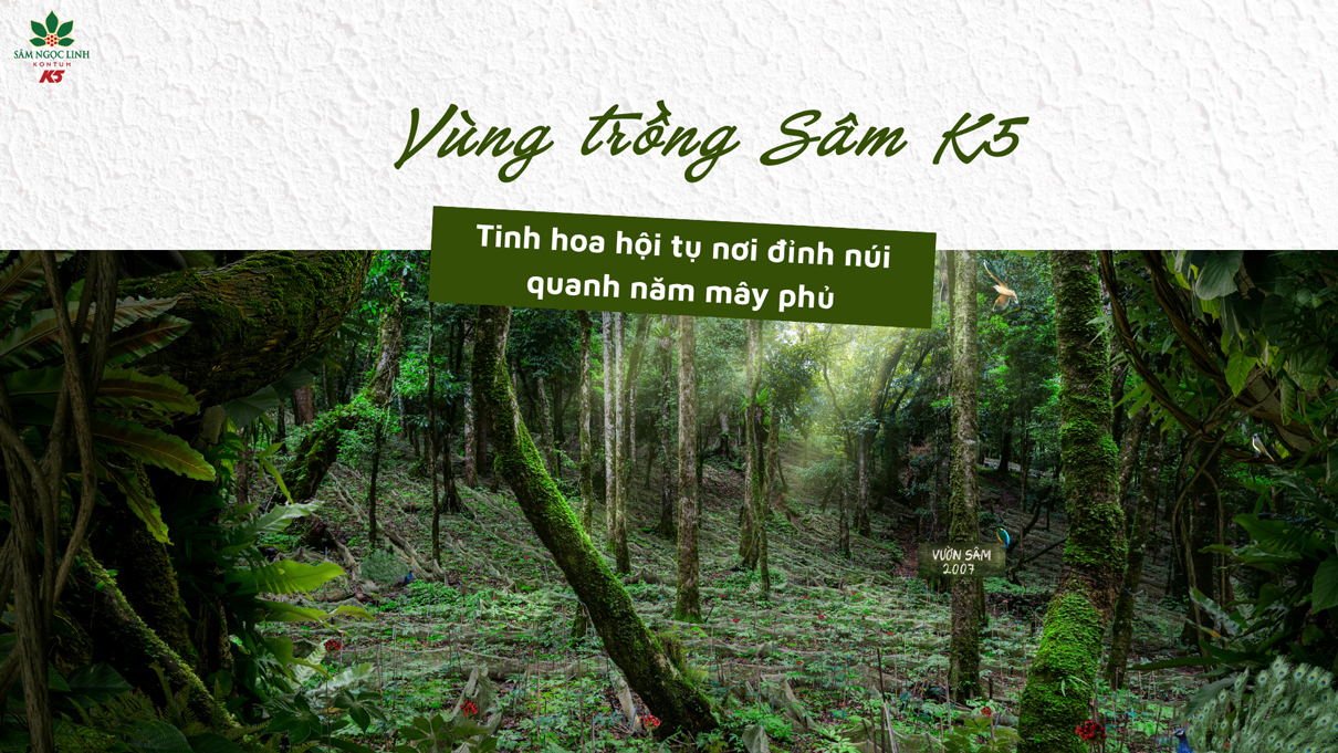Vùng trồng Sâm Ngọc Linh – Tinh hoa hội tụ nơi đỉnh núi quanh năm mây phủ.