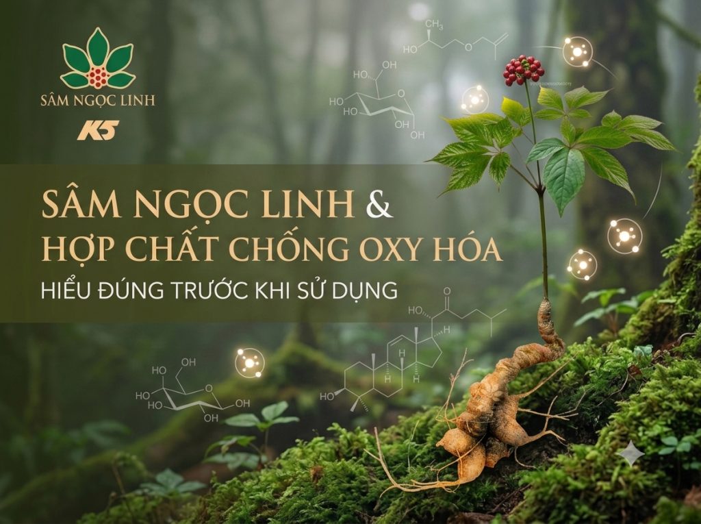 Sâm Ngọc Linh và các hợp chất chống oxy hóa: Hiểu đúng trước khi sử dụng.