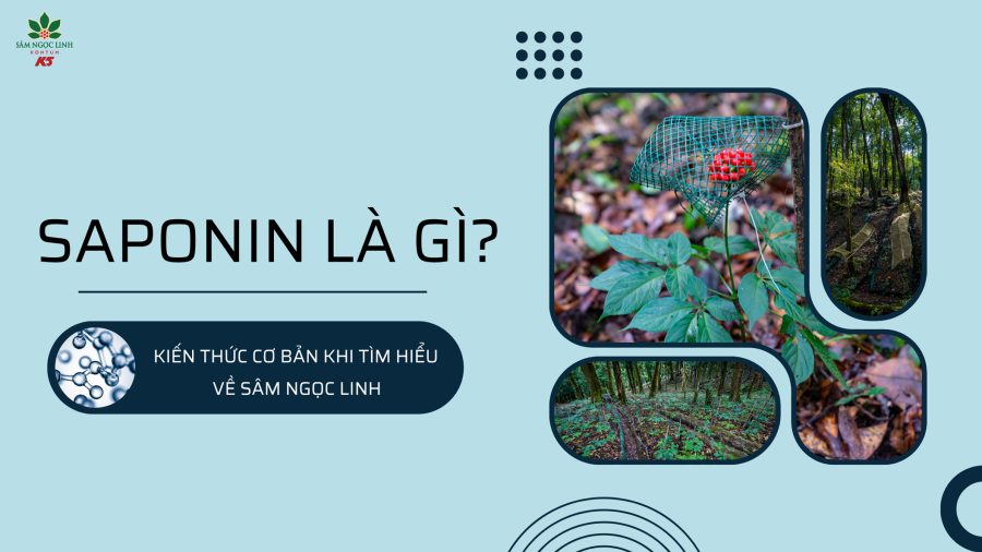Saponin là gì? Kiến thức cơ bản khi tìm hiểu về Sâm Ngọc Linh