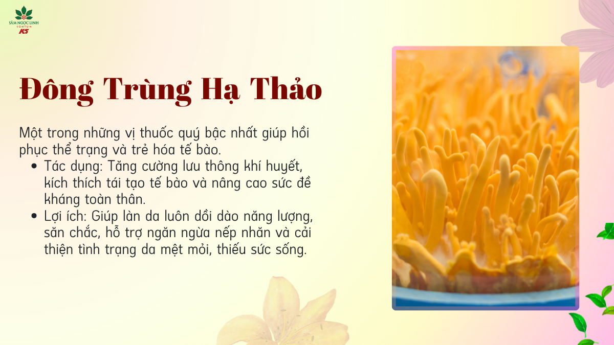 Đông Trùng Hạ Thảo giúp tăng cường lưu thông khí huyết và hỗ trợ ngăn ngừa nếp nhăn.