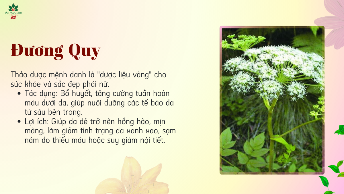 Đương Quy giúp da mịn màng, hồng hào, giảm tình trạng da xanh xao.