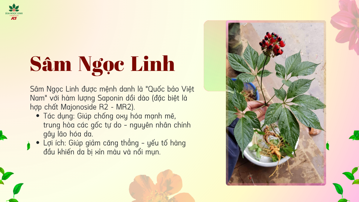 Sâm Ngọc Linh – Giá trị từ dược liệu quý của Việt Nam.